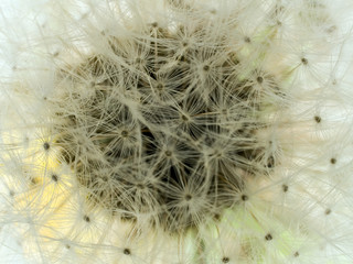dandelion puff details