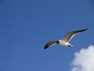 cruising seagull