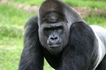 Fototapeta premium Silverback Gorilla closeup portrait at Fort Worth Zoo