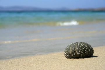 Sea urchin shell on the  beach.