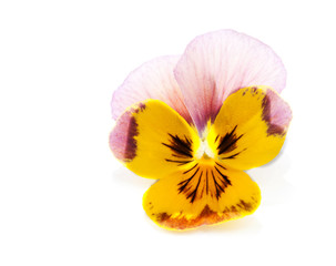 Fototapeta na wymiar One flower with petal