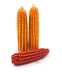 yellow corn