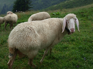 sheep in the Alpine meadow