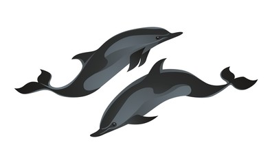 Obraz premium Dolphins vector