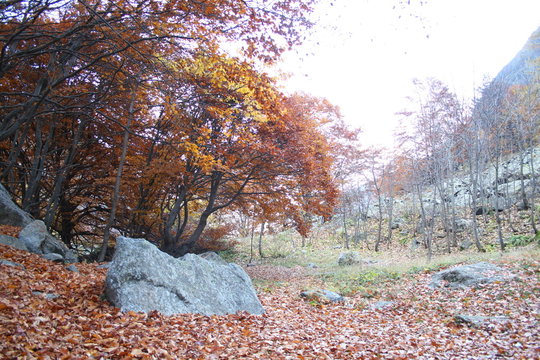 Le foglie cadono