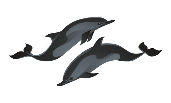 Dolphins vector