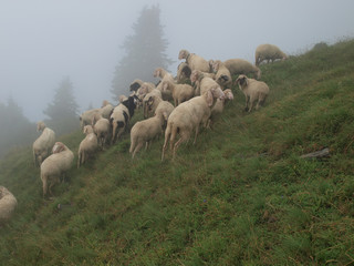 a flock of sheep in the Alpine meadow