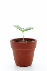 Young plant in small flowerpot