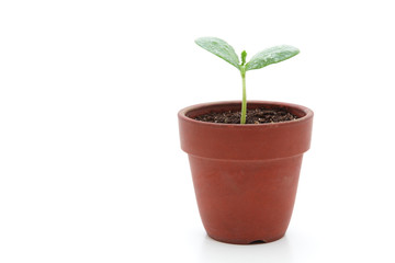 Young plant in small flowerpot