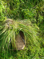 Récolte du riz, Chine