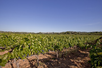 Vignes