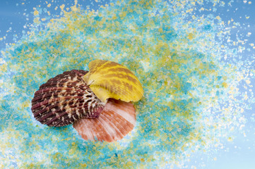 Sea shells over salt grains.