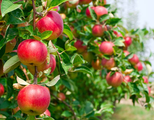 Red apples on apple tree branch
