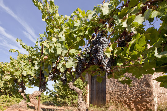 Grappes de raisins devant l'entr&eacute;e du cabanon