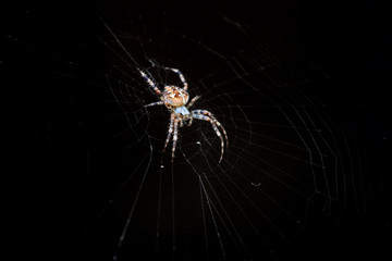 Cross or European spider (Araneus diadematus) in its web