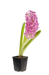 Fototapeta na wymiar Beautiful spring flower of colour hyacinth