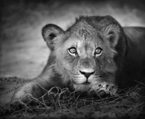Crédence de cuisine en verre imprimé Noir et blanc Portrait de jeune lion