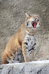 Red Lynx on a rock