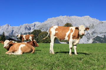Fototapeta na wymiar Dachstein mit Kühe