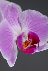 Beautiful pink Phalaenopsis orchid detail