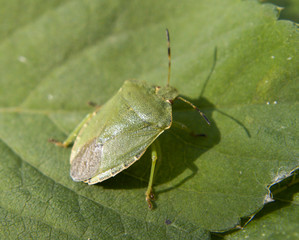 green stink bug