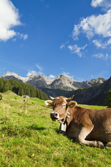 Fototapeta na wymiar Szczęśliwa krowa