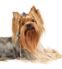 Yorkshire Terrier with braid