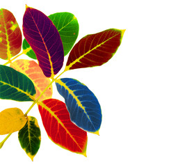 Colored walnut leaves