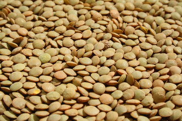 lentil