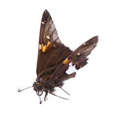 Fototapeta premium Silver Spotted Skipper, Epargyreus clarus