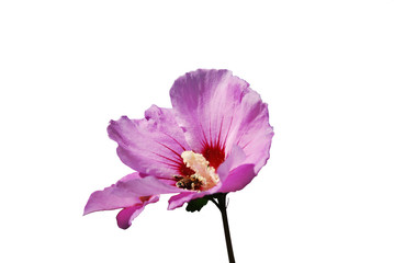 Lila Hibiskusblüte © H.D.Volz