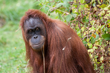 Orangutan © Gail Johnson