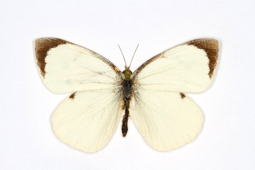 Large White