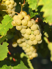 Weintrauben am Weinstock