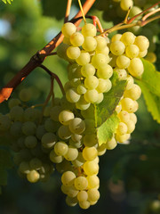 Weintrauben am Weinstock