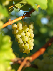 Weintrauben am Weinstock