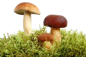 King boletus edulis