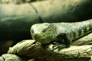 Skink Lizard