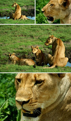 Lion family