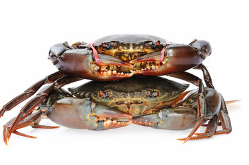 One Live Crab On Top Of Another