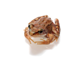 frog, isolated.