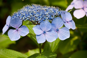 Obraz premium ガクアジサイ