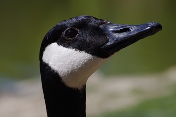 oie bernache du Canada branta canadensis