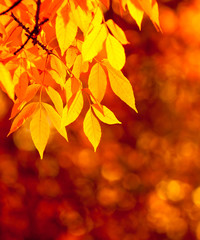 autumn leaves, very shallow focus