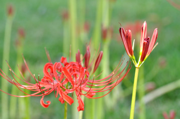 曼珠沙華