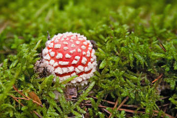 Toadstool