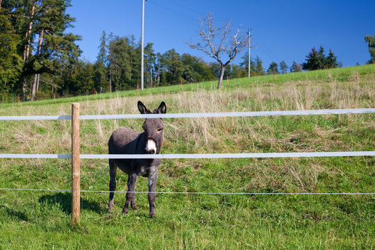 donkey on pasture