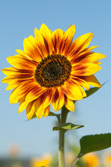 Sonnenblume hochkant