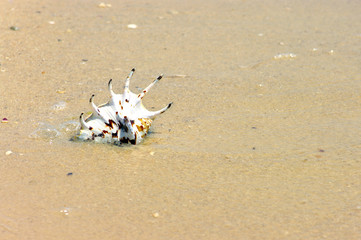 Beach concept. Sea shell background.