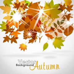 Autumn Background